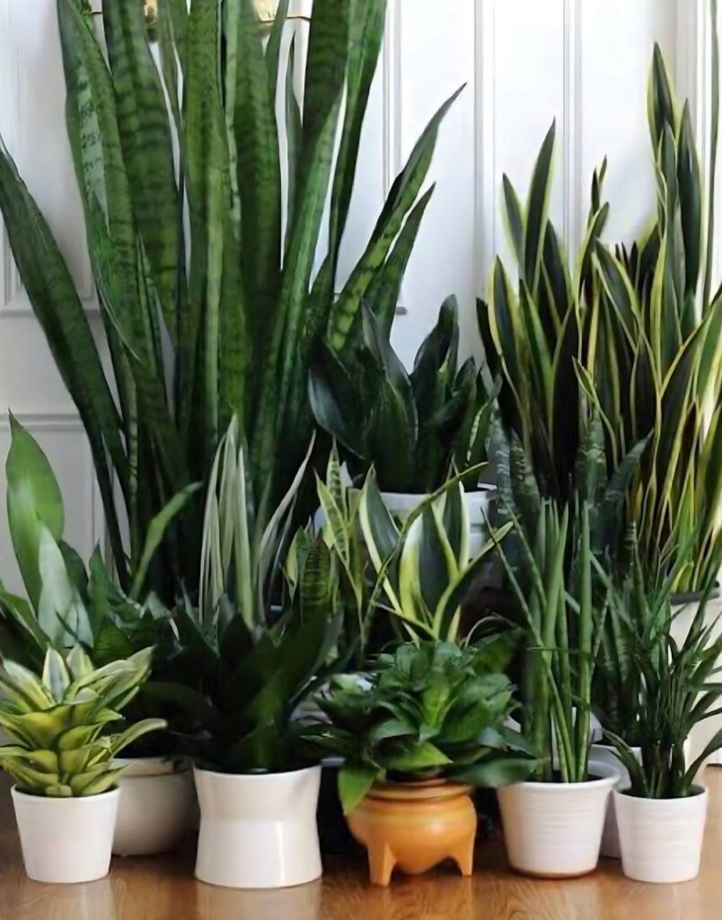 Várias plantas purificadoras de ar em vasos brancos e de cerâmica, ideais para apartamentos modernos.