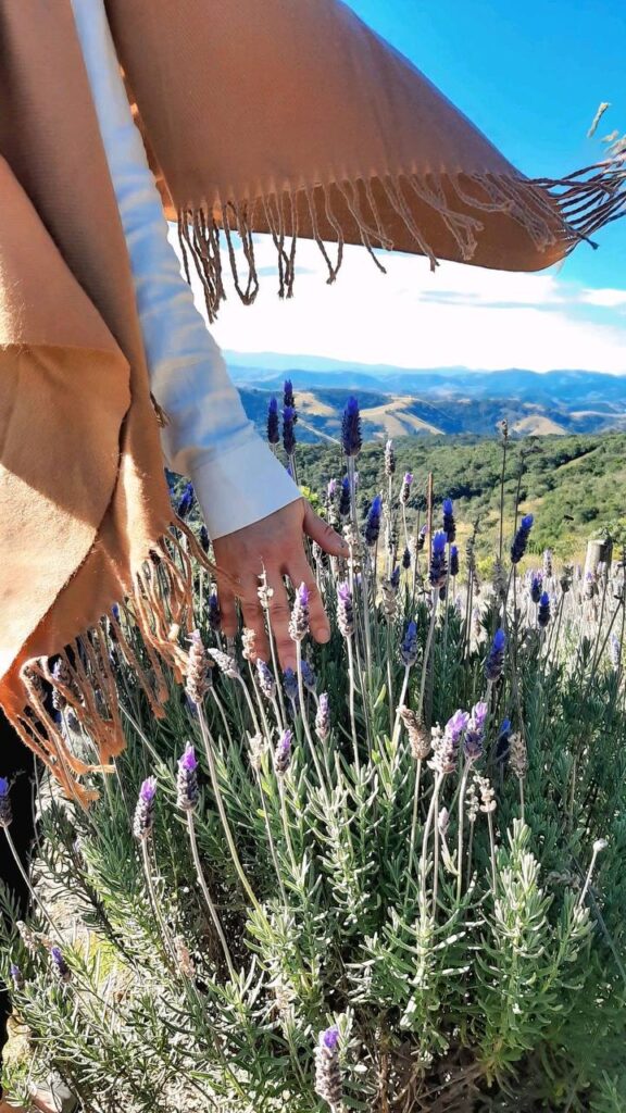 Mulher viajando sozinha tocando lavandas no Lavandário de Cunha, com vista para as montanhas.